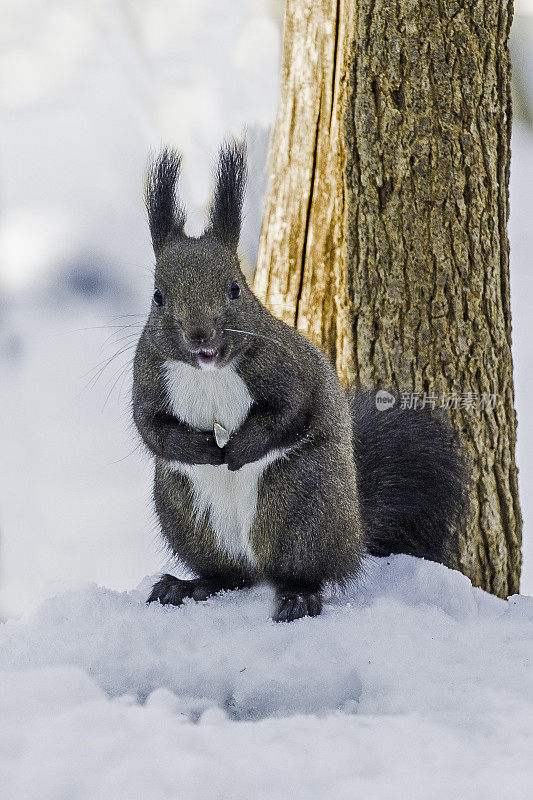 红松鼠，欧亚红松鼠或Ezo红松鼠，Sciurus vulgaris，是树松鼠的一种。红松鼠是一种栖息在树上的杂食性啮齿动物，在欧亚大陆很常见。北海道岛的亚种是东方体。Kussh湖附近